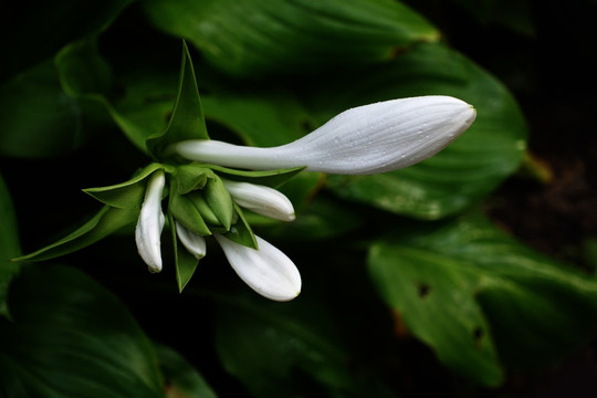 白玉簪 花卉