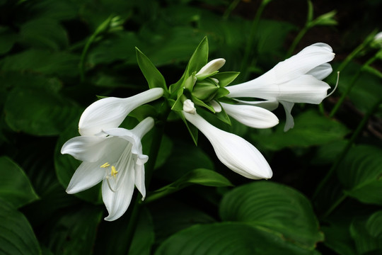 白玉簪 花卉