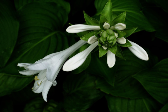 白玉簪 花卉