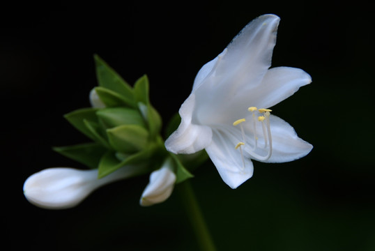 白玉簪 花卉