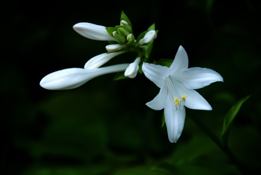 白玉簪 花卉