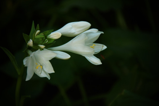 白玉簪 花卉