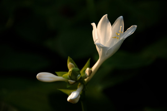 白玉簪 花卉