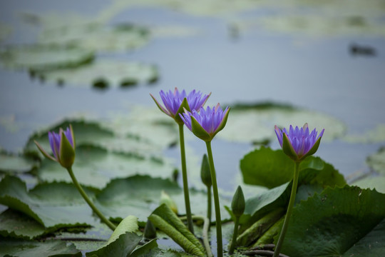 睡莲 莲花