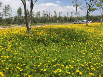 花开遍地