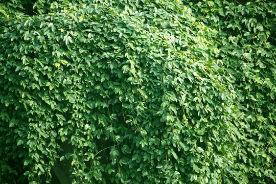 植物墙 绿植 绿色 叶子 纹理