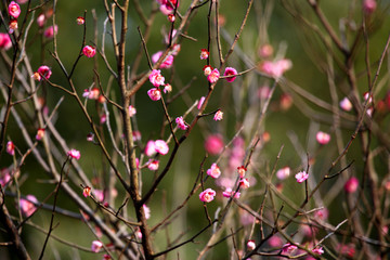 梅花 粉色