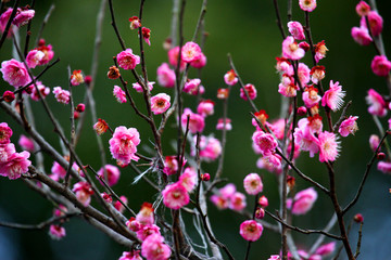 梅花 粉色 开花 早春 绽放