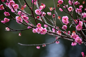 梅花 粉色