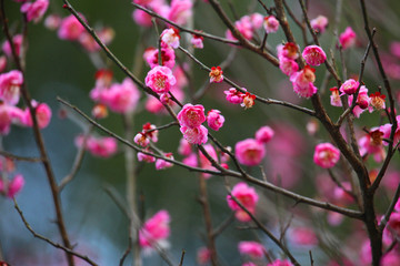 梅花 粉色 開花 早春 綻放