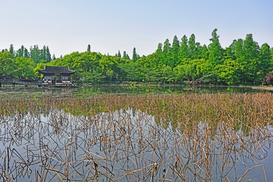 西湖 杭州西湖 曲院风荷