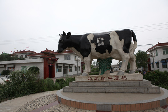 华北奶牛基地