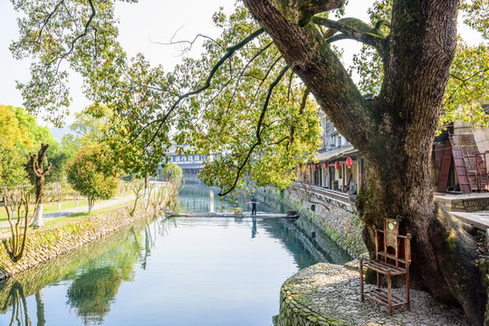 丽水街古樟树