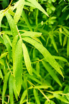 竹子水滴 晶莹剔透 水滴 绿叶