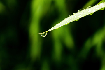 水珠 竹叶雨水
