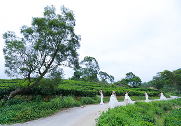 茶山 茶场 茶叶采摘