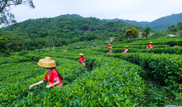 茶山 茶场 茶叶采摘