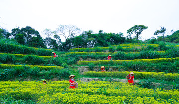 采茶姑娘 茶园 茶场