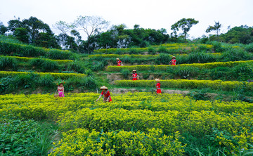 采茶姑娘 茶园 茶场