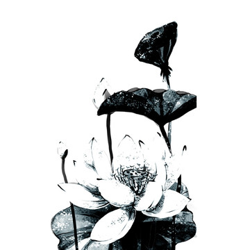 荷花