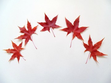 紅葉素材