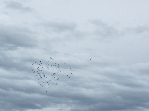 天空一群鸽子 群鸽子