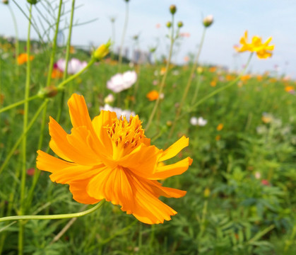 格桑花