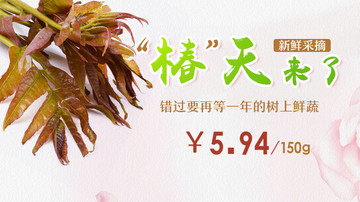 香椿海报banner