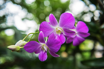 石斛 石斛兰 兰花