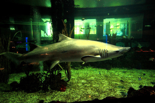 鲨鱼水族馆