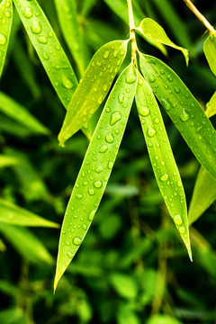 竹子水珠 竹林竹子 翠竹雨水