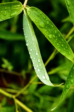 竹子素材 毛竹绿竹竹子图片 雨