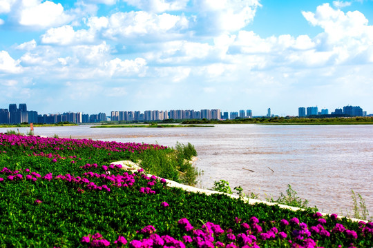 花海 蓝天 大海