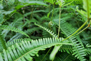 蕨类植物芒萁