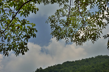 五峰县 树叶 树枝 蓝天白云