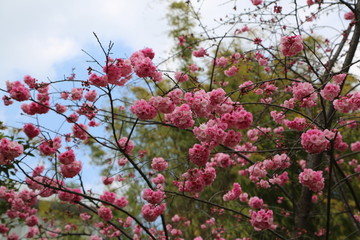 碧桃花