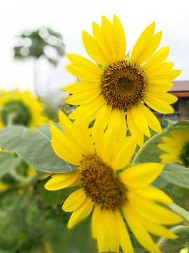 葵花 向日葵 向阳花