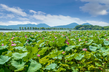 西湖风光