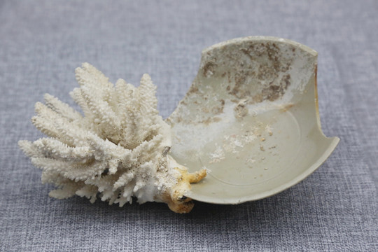 南宋青瓷碗与珊瑚胶结块