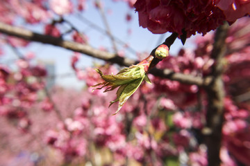 樱花