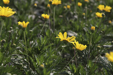 野菊花