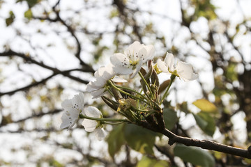 梨花