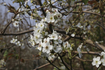 梨花