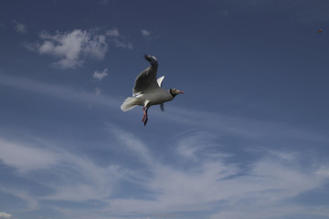 洱海红嘴鸥 海鸥