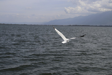 洱海红嘴鸥 海鸥