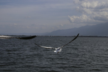 洱海红嘴鸥 海鸥