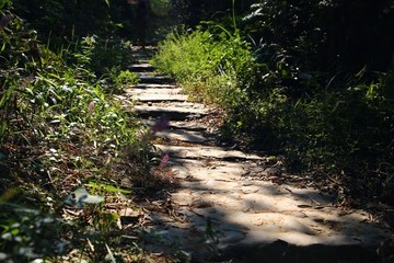 小路 山路 山道