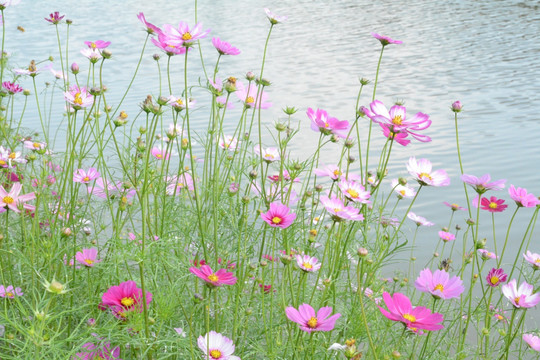 河边的波斯菊