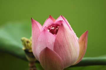 水芙蓉