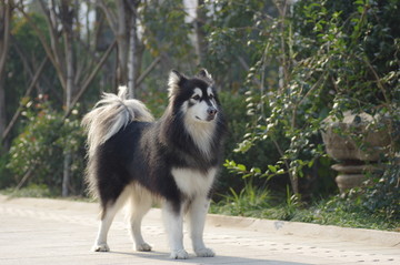 苏格兰牧羊犬